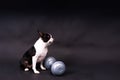 Smart puppy dog, boston terrier with sports equipment. Sport, fitness, bodybuilding concept.