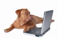 Smart Puppy with Laptop Royalty Free Stock Photo