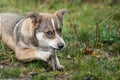 Smart puppy playing with the stick on grass