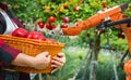 Smart robot farmer in agriculture Future automatic robot arm picks Agricultural technology Royalty Free Stock Photo