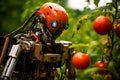 Smart robot farmer harvesting tomatoes in greenhouse. Farm automation, agriculture futuristic concept. Soft selective focus, Royalty Free Stock Photo