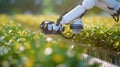 Smart robot farmers working on plantation, picking plants with robotic arms, future agriculture. Generative AI