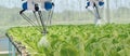 Smart robotic in agriculture futuristic concept, robot farmers automation must be programmed to work to spray chemical,fertilize Royalty Free Stock Photo