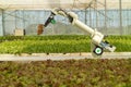 Smart robotic in agriculture futuristic concept, robot farmers automation must be programmed to work to spray chemical,fertilize Royalty Free Stock Photo