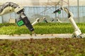 Smart robotic in agriculture futuristic concept, robot farmers automation must be programmed to work to spray chemical,fertilize Royalty Free Stock Photo