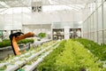 Smart robotic in agriculture futuristic concept, robot farmers
