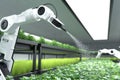 Smart robotic farmer spraying fertilizer on vegetable green plants, Agriculture technology, Farm automation