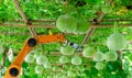 Smart robotic farmers in agriculture futuristic robot automation to work of harvesting