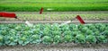 Smart robotic farmers in agriculture futuristic robot automation to work to spray chemical fertilizer