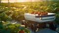 Smart robotic farmers strawberry in agriculture futuristic robot automation to work or increase efficiency