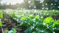A smart sensor network throughout a farm gathering realtime data on weather soil conditions and plant growth for optimal