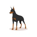 Smart serious black doberman. Dogs collection. Vector illustration of cute breeds dogs in trendy flat style