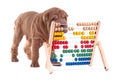 Smart sharpei puppy is learning how to count