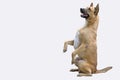 Smart sitting of brown Thai breed dog on white background