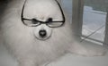 Smart Spitz dog wearing glasses