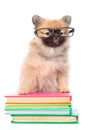 Smart spitz puppy with glasses standing on a books on white