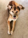 Smart Thai dog laying on the floor and looking to you