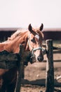 A smart thoroughbred stallion stands behind a fence on a horse farm in the village. Portrait of a beautiful red horse with a white Royalty Free Stock Photo