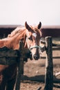 A smart thoroughbred stallion stands behind a fence on a horse farm in the village. Portrait of a beautiful red horse with a white Royalty Free Stock Photo