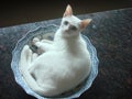 Smart white cat Royalty Free Stock Photo