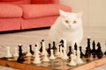 smart white cat playing chess on the floor near the sofa, pet strategist looking at the camera, horizontal image Royalty Free Stock Photo