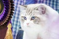 Smart white cat with tiger line pattern no it`s face and the blue eyes of it Royalty Free Stock Photo