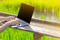 Woman using laptop with green of field-business and people concept. Royalty Free Stock Photo