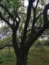 Apple tree in the old garden