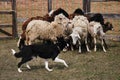 The smartest breed in the world. Black and white smooth haired border collie learns to herd a flock of sheep in a pen. Sports Royalty Free Stock Photo