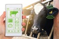 Smartphone app reading dairy cows data tag agritech concept