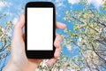 Smartphone and blossoming cherry tree and blue sky Royalty Free Stock Photo