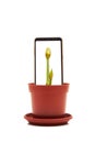 Smartphone with flower sprout on the screen