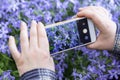 Smartphone on hands closeup. Making nature photo and video with blue violet flowers on camera