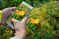 Smartphone in hands photographing forest mushrooms on the screen. Photos of forest flora for posting on social networks, using