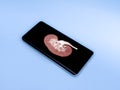 Smartphone, mobile phone isolated, kidney on the touchscreen, medical app