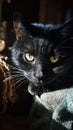 Smartphone Photo Style Portrait of a Black Cat Royalty Free Stock Photo