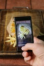 Smartphone shot food photo - French fries with salt