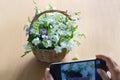 Smartphone take photos of flowers in basket and wooden background