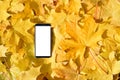 A smartphone with a white display lies on the autumn foliage.