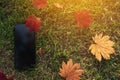 Smartphones and red maple leaf paste on the green grass with sunlight Royalty Free Stock Photo