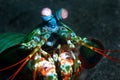 Smashing mantis shrimp Royalty Free Stock Photo