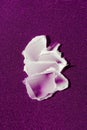A smear of cream or face mask. The appearance of the texture of the cream on shimmer purple paper.