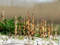 Smeared background, fragments of field horsetail, is an herb of the horseradish family