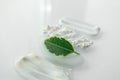 Smears of various beauty cosmetic different texture product and fresh green leaf with selective focus. Moisturizer