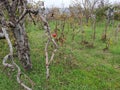 Smederevo Serbia autumn scenery orchard on the hill