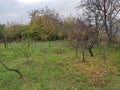 Smederevo Serbia autumn scenery orchard on the hill