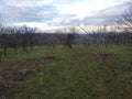 Smederevo Serbia Podunavlje district orchard in the winter Royalty Free Stock Photo