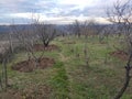 Smederevo Serbia Podunavlje district orchard in the winter Royalty Free Stock Photo