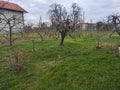 Smederevo Serbia Podunavlje district orchard in the winter Royalty Free Stock Photo