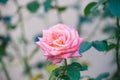 Smell the blossom. Garden rose in blossom. Delicate pink rosebud on shrub. Ornamental flowering plant. Natural beauty Royalty Free Stock Photo